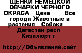 ЩЕНКИ НЕМЕЦКОЙ ОВЧАРКИ ЧЕРНОГО ОКРАСА › Цена ­ 1 - Все города Животные и растения » Собаки   . Дагестан респ.,Кизилюрт г.